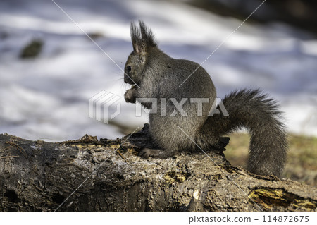 Ezoris eating on a tree 114872675