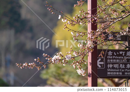 240412 中橋櫻g092 114873015