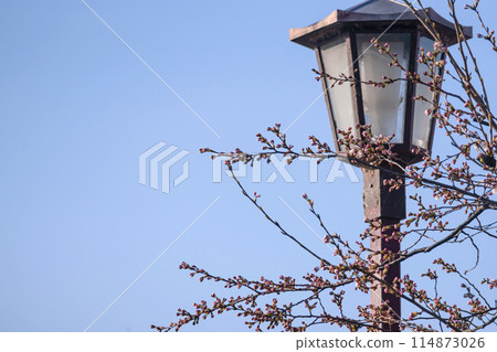 240412 Nakahashi Sakura g067 114873026