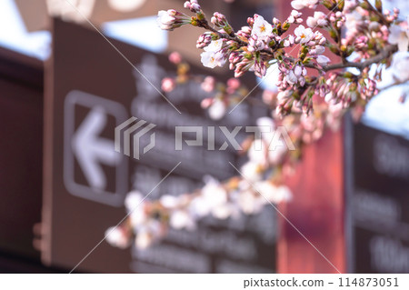 240412 Nakahashi Sakura g008 114873051