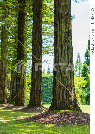 Red Hill Heather Forest, beautiful green Sequoia sempervirens (Tsu City, Mie Prefecture) 114873265