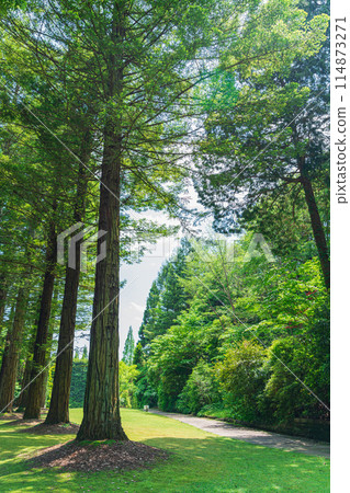 紅山石南林、美麗的綠森帕紅杉<三重縣津市> 114873271