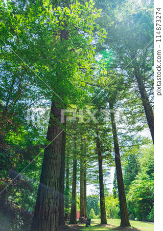 Red Hill Heather Forest, beautiful green Sequoia sempervirens (Tsu City, Mie Prefecture) 114873274