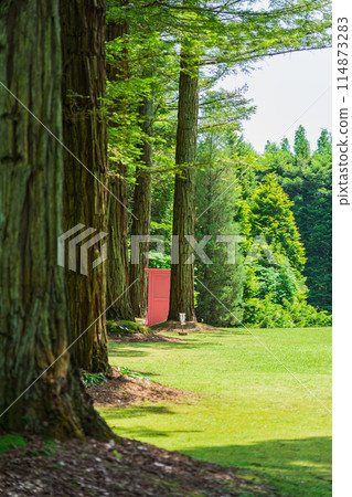 Red Hill Heather Forest, beautiful green Sequoia sempervirens (Tsu City, Mie Prefecture) Red Hill Heather Forest, beautiful green Sequoia sempervirens (Tsu City, Mie Prefecture) 114873283