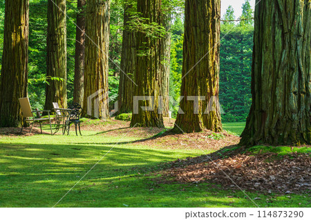 Red Hill Heather Forest, beautiful green Sequoia sempervirens (Tsu City, Mie Prefecture) 114873290
