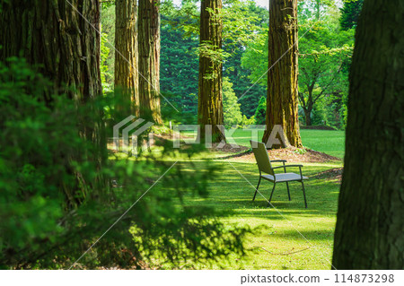 Red Hill Heather Forest, beautiful green Sequoia sempervirens (Tsu City, Mie Prefecture) Red Hill Heather Forest, beautiful green Sequoia sempervirens (Tsu City, Mie Prefecture) 114873298