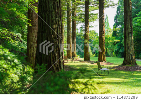 Red Hill Heather Forest, beautiful green Sequoia sempervirens (Tsu City, Mie Prefecture) Red Hill Heather Forest, beautiful green Sequoia sempervirens (Tsu City, Mie Prefecture) 114873299