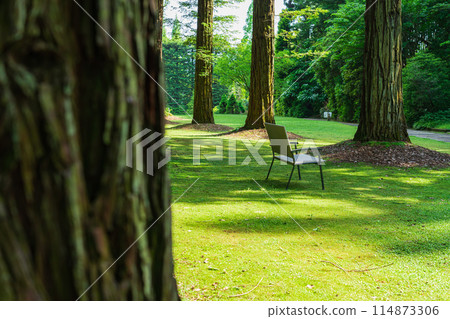 Red Hill Heather Forest, beautiful green Sequoia sempervirens (Tsu City, Mie Prefecture) 114873306