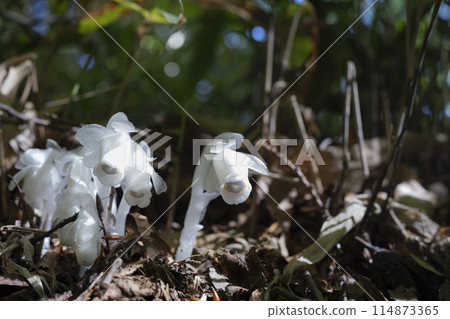 Silver bells sparkling in the sunlight 114873365