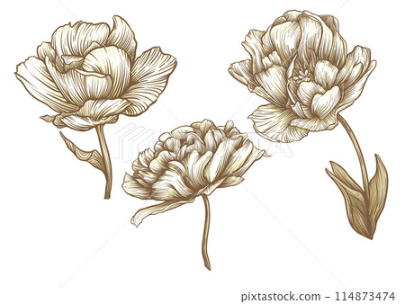 Terri Tulip flowers, decorative flowers and leaves in art nouveau style 114873474