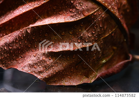 water drops on the Leaf 114873582