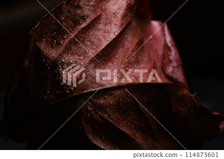 water drops on the Leaf water drops on the Leaf 114873601
