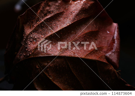 water drops on the Leaf 114873604
