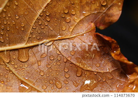 water drops on the Leaf water drops on the Leaf 114873670