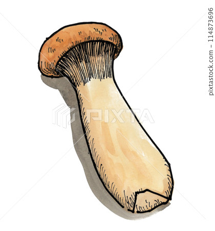 King oyster mushroom painted in watercolor 24524pix7 114873696