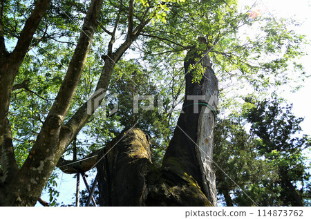 Shimokawadacho, Numata City, Gunma Prefecture Power spot: Large zelkova tree at Kawada Shrine 114873762