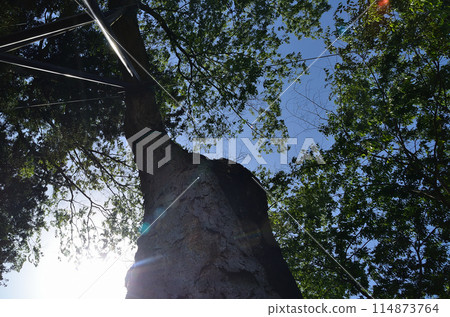 Shimokawadacho, Numata City, Gunma Prefecture Power spot: Large zelkova tree at Kawada Shrine 114873764