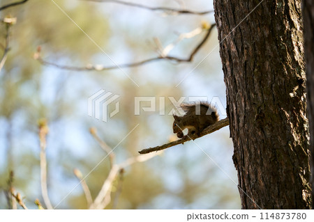 松鼠吃核桃 114873780