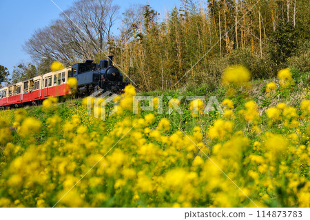 Rape blossoms and a trolley Rape blossoms and a trolley 114873783