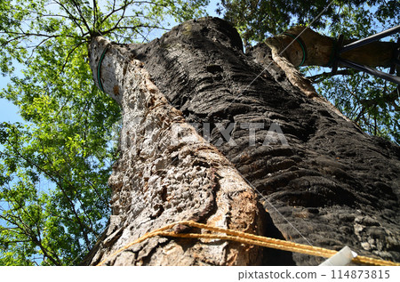 Shimokawadacho, Numata City, Gunma Prefecture Power spot: Large zelkova tree at Kawada Shrine 114873815