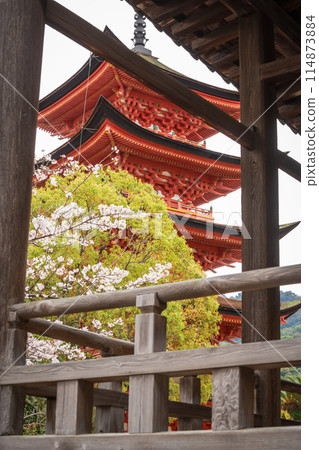 宮島豐國神社五層寶塔和盛開的櫻花 宮島豐國神社五層寶塔和盛開的櫻花 114873884