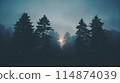 The sun is peeking through the trees in the misty forest 114874039
