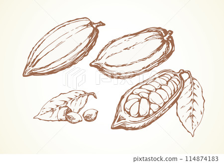 Cocoa Fruits. Vector drawing 114874183