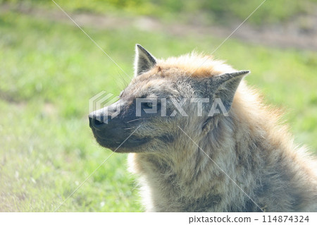 斑鬣狗 斑鬣狗 114874324