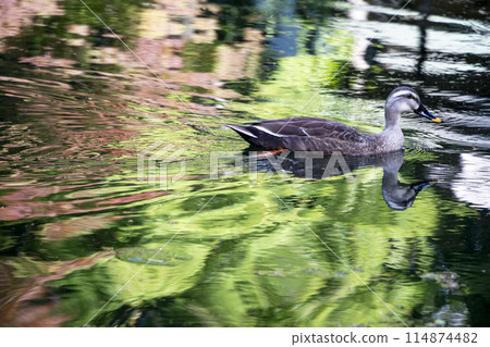 Swimming in a pond Swimming in a pond 114874482