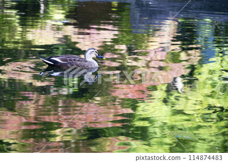Spot-billed duck swimming on green water surface Spot-billed duck swimming on green water surface 114874483