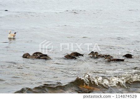 Duck with ducklings. Duck with ducklings. 114874529
