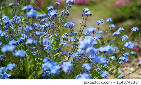 Blue forget-me-nots, flowering plants that bloom in time for the season to sow seeds for the next year. Blue forget-me-nots, flowering plants that bloom in time for the season to sow seeds for the next year. 114874530