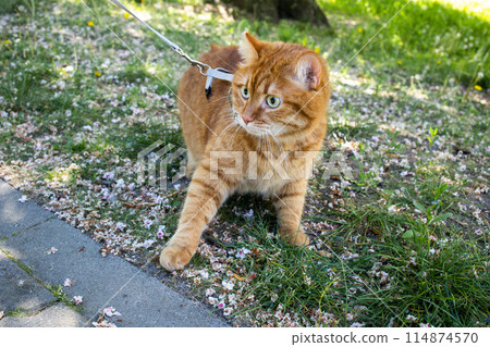 Domestic cute ginger cat on a leash walking in the grass Domestic cute ginger cat on a leash walking in the grass 114874570