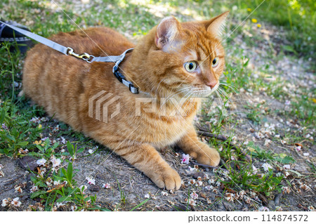 Domestic cute ginger cat on a leash sitting on the ground outside 114874572