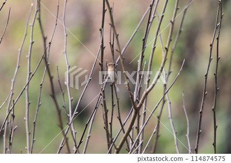 Red mackerel 114874575