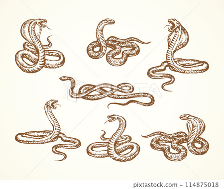 Snake. Vector drawing Snake. Vector drawing 114875018
