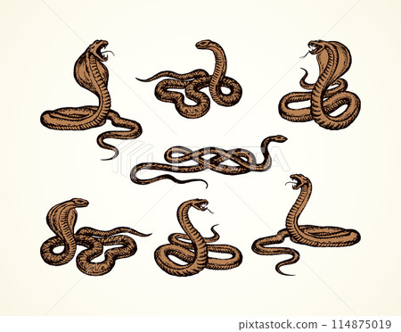 Snake. Vector drawing 114875019