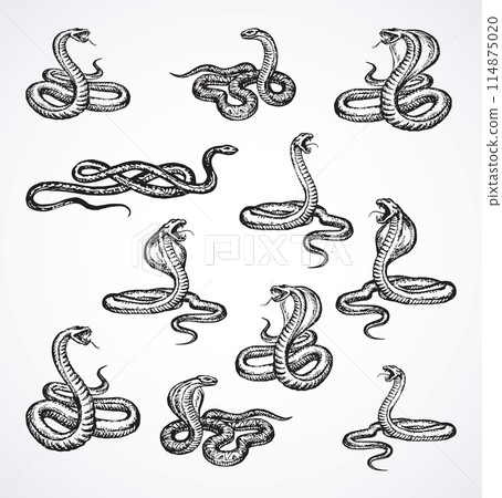 Snake. Vector drawing icon sign Snake. Vector drawing icon sign 114875020