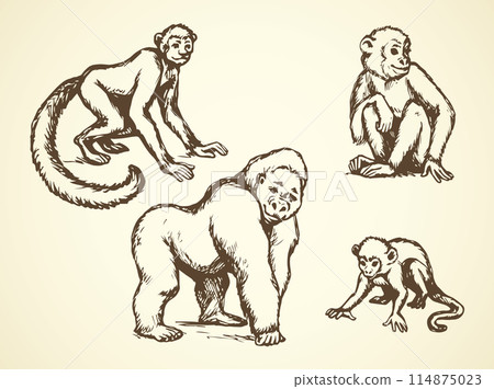 Lemur. Vector illustration Lemur. Vector illustration 114875023