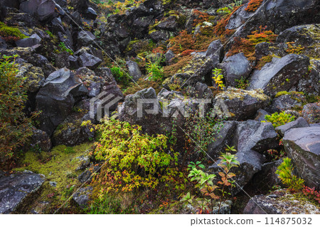 Lava formations and yellow leaves [Tsumagoi Village, Agatsuma District] 114875032