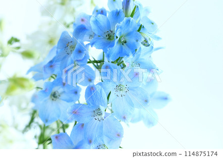 藍色飛燕草 藍色飛燕草 114875174