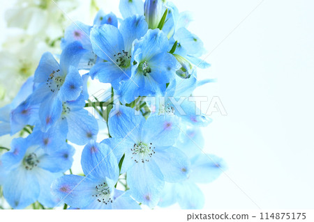 藍色飛燕草 114875175
