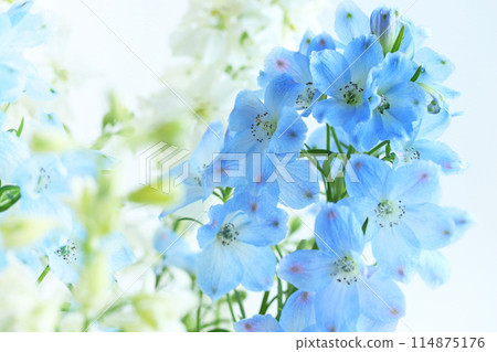 藍色飛燕草 藍色飛燕草 114875176