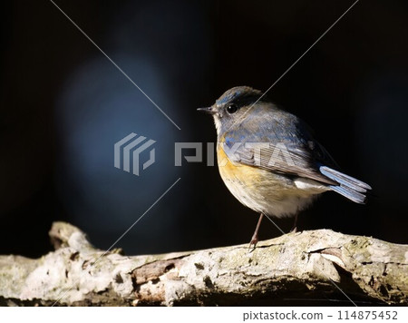 年輕雄性藍尾鶲 114875452