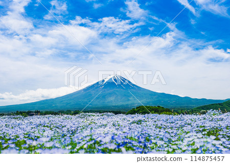Fuji and Nemophila 114875457