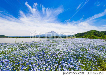 Fuji and Nemophila 114875458