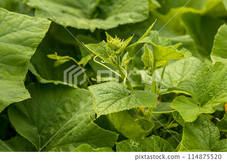 Flowering pumpkin. Yellow pumpkin flower in garden  114875520