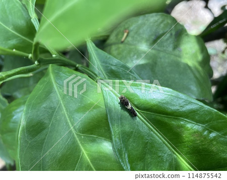 A young swallowtail butterfly larva that resembles bird droppings resting on a tangerine leaf A young swallowtail butterfly larva that resembles bird droppings resting on a tangerine leaf 114875542