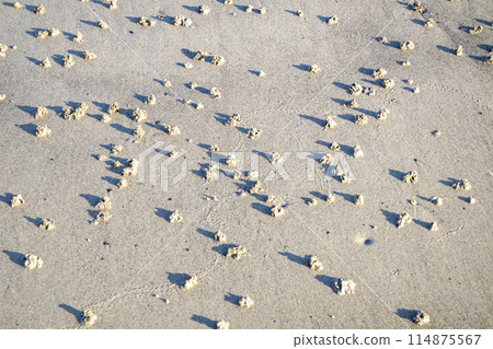 Blow lugworm poo on the west coast of Ireland - Arenicola Marina 114875567