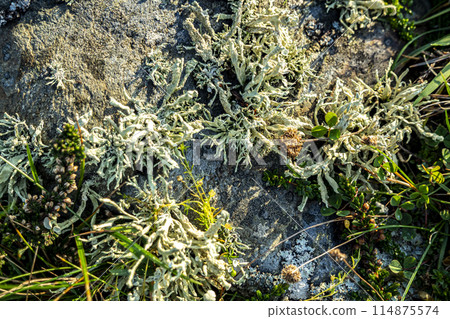 Cladonia polydactyla lichen growing on a stone at the west coast of County DOnegal, Ireland 114875574